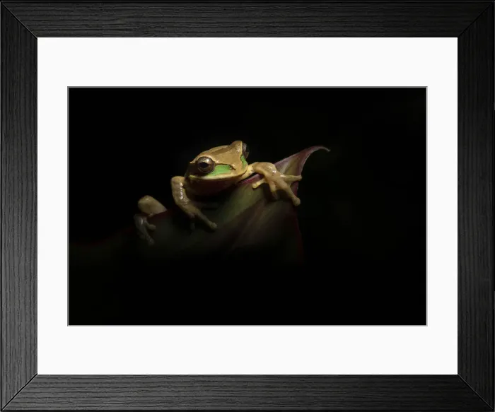 Framed Print : Masked Treefrog (Smilisca phaeota) hunting from leaves at night, Cloud Forest, Costa Rica Framed Print : Masked Treefrog (Smilisca phaeota) hunting from leaves at night, Cloud Forest, Costa Rica