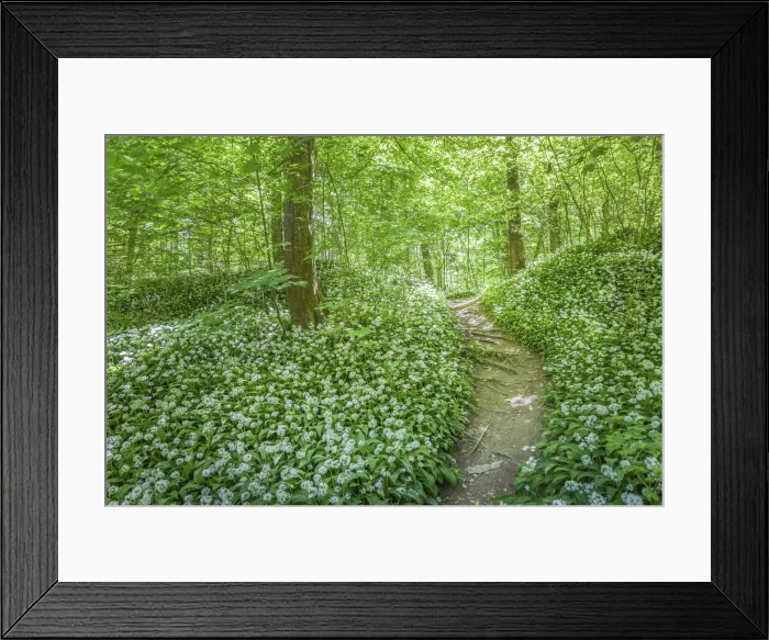 Framed Print : Forest path to Dondalen waterfall near Gudhjem, Bornholm, Denmark