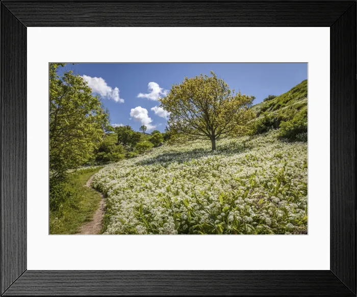 Framed Print : Nature reserve at Hammershus on Bornholm, Denmark Framed Print : Nature reserve at Hammershus on Bornholm, Denmark