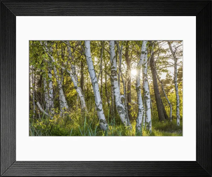 Framed Print : Birch forest near Snogebaek on Bornholm, Denmark