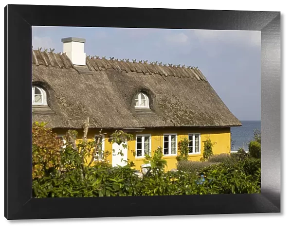A yellow thatched cottage on the coast near Skodsborg, Zealand, Denmark