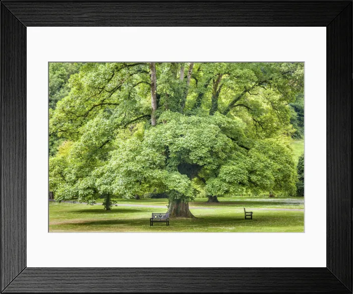 Framed Print : Maple trees in the park at Castle Combe Manor House, Wiltshire, England
