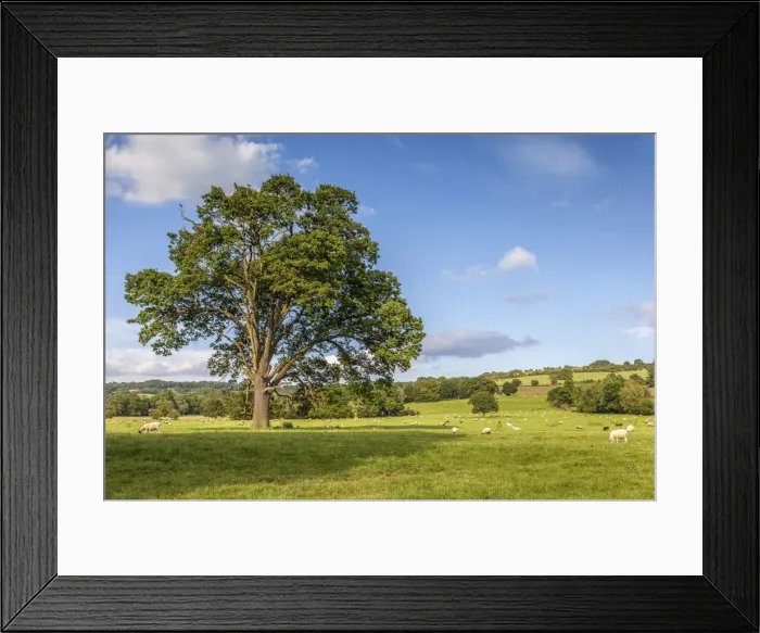 Framed Print : Pasture landscape at Broadway, Cotswolds, Gloucestershire, England Framed Print : Pasture landscape at Broadway, Cotswolds, Gloucestershire, England