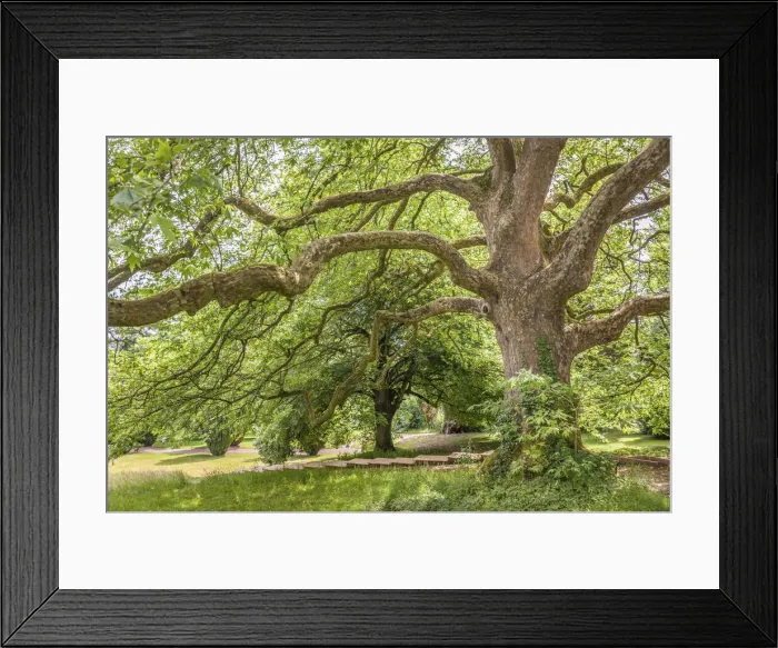 Framed Print : Sycamore tree in Tyntesfield Park near Bristol, North Somerset, England Framed Print : Sycamore tree in Tyntesfield Park near Bristol, North Somerset, England