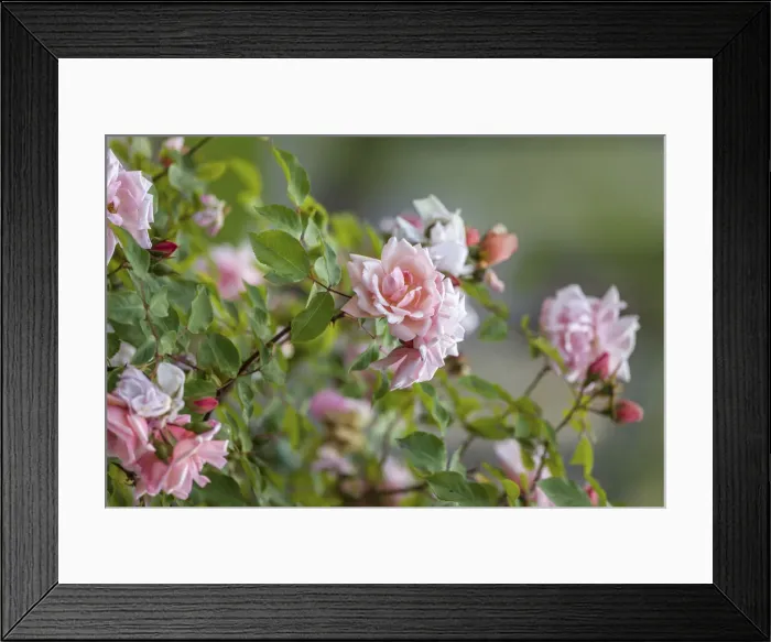 Framed Print : Gardens of Lanhydrock House at Bodmin, Cornwall, England