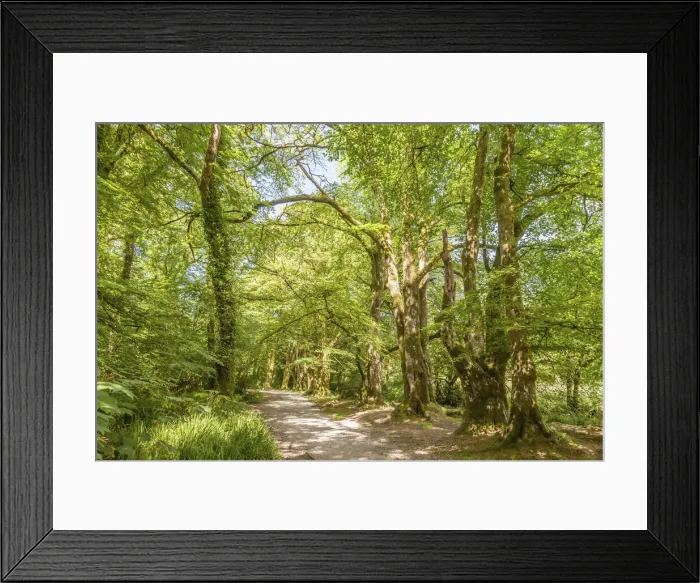 Framed Print : Forest path on the Fowey River St Neots, Bodmin Moor, Cornwall, England Framed Print : Forest path on the Fowey River St Neots, Bodmin Moor, Cornwall, England