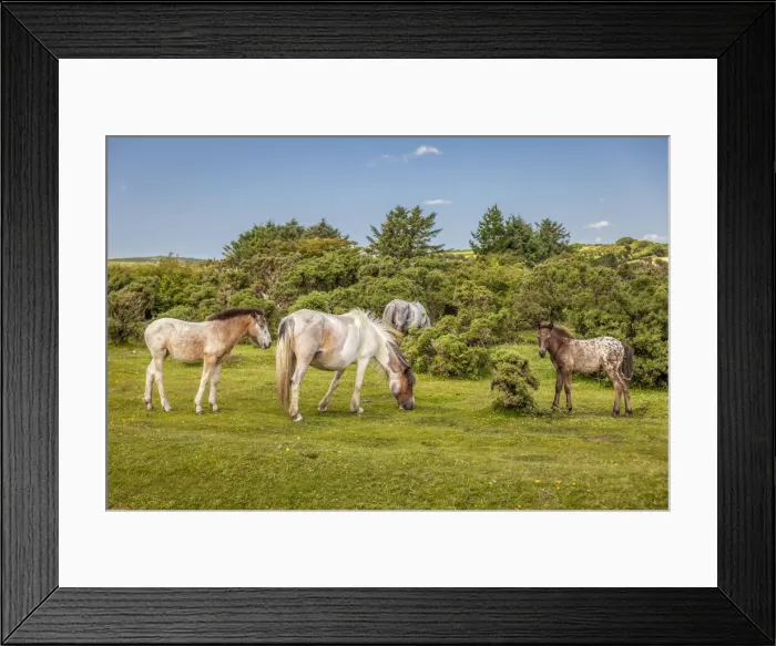 Framed Print : Wild Bodmin Moor ponies at St Neots, Cornwall, England Framed Print : Wild Bodmin Moor ponies at St Neots, Cornwall, England