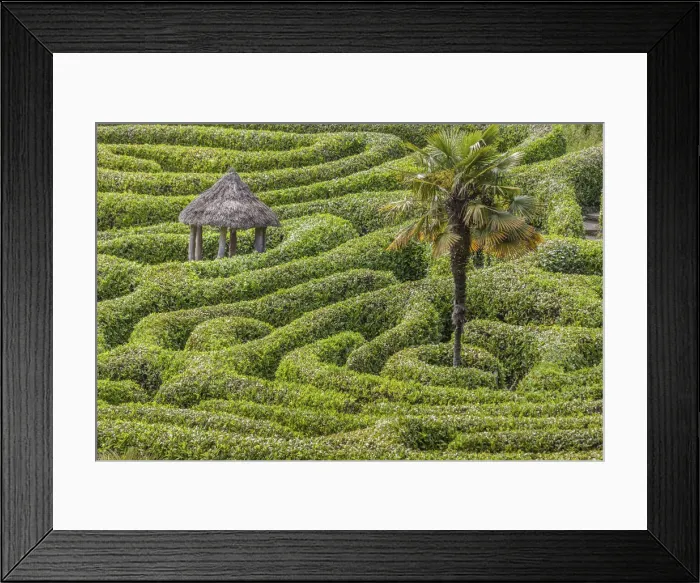 Framed Print : Maze in Glendurgan Garden, Falmouth, Cornwall, England Framed Print : Maze in Glendurgan Garden, Falmouth, Cornwall, England
