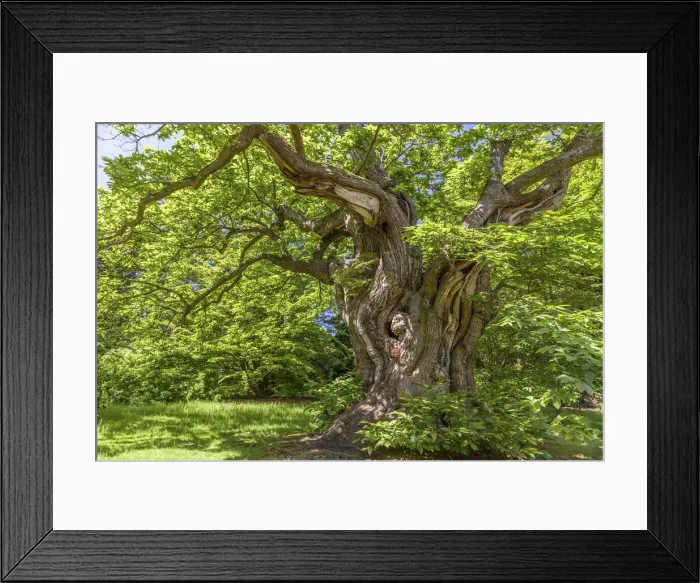 Framed Print : Ancient sweet chestnut in Sheffield Park Garden, East Sussex, England Framed Print : Ancient sweet chestnut in Sheffield Park Garden, East Sussex, England