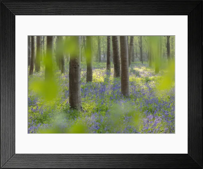 Framed Print : Broadleaved woodland in spring with Bluebells (Endymion non-scriptus)