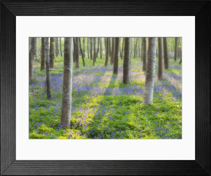 Framed Print : Bluebells (Hyacinthoides non-scriptus) in broadleaved woodland near Blandford Forum