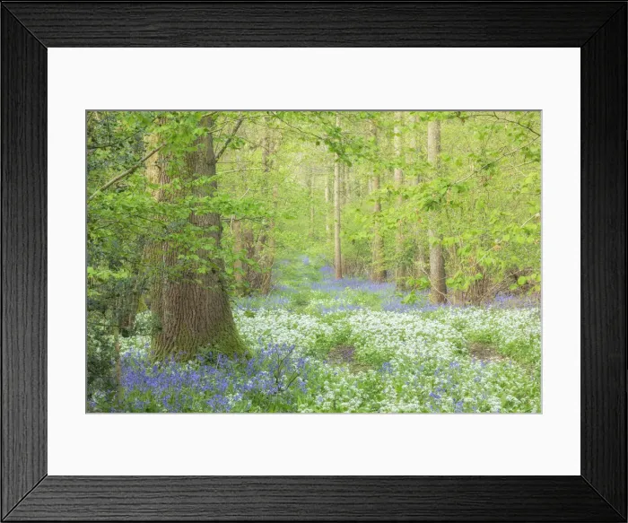 Framed Print : Spring wildflowers in broadleaved woodland with Ramsons (Allium ursinum) Framed Print : Spring wildflowers in broadleaved woodland with Ramsons (Allium ursinum)