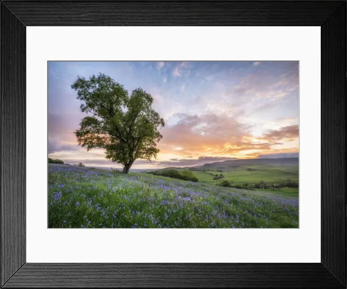 Framed Print : Bluebells near Oxenber Wood, Austwick, Yorkshire Dales National Park, North Yorkshire Framed Print : Bluebells near Oxenber Wood, Austwick, Yorkshire Dales National Park, North Yorkshire