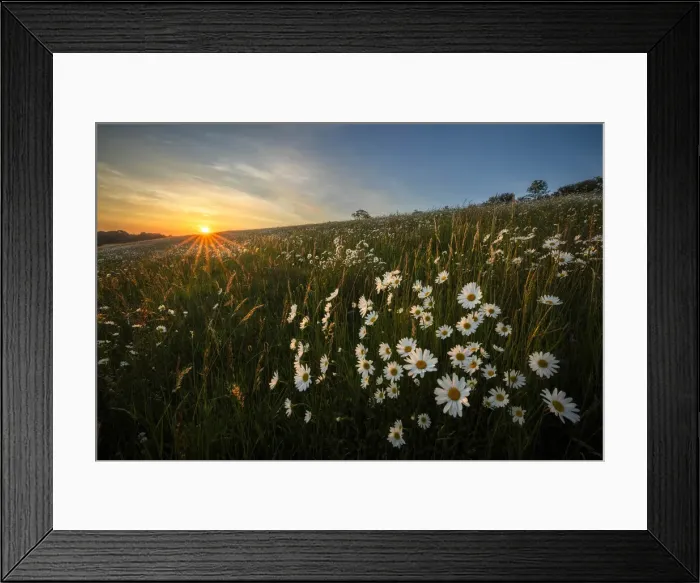 Framed Print : Wildflower meadow with Ox-eye daisy (Leucanthemum vulgare), Hardington Moor NNR, Yeovil Framed Print : Wildflower meadow with Ox-eye daisy (Leucanthemum vulgare), Hardington Moor NNR, Yeovil