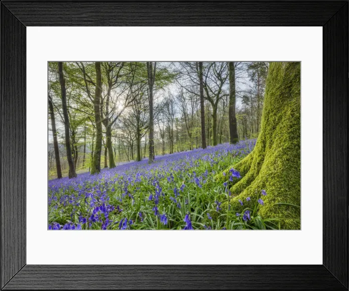 Framed Print : Bluebells (Endymion non-scriptus) in bloom in Delcombe Wood, Dorset, England, UK Framed Print : Bluebells (Endymion non-scriptus) in bloom in Delcombe Wood, Dorset, England, UK