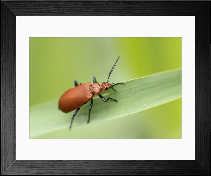 Framed Print : Red-headed Cardinal Beetle (Pyrochroa serraticornis), River Frome, Dorchester, Dorset Framed Print : Red-headed Cardinal Beetle (Pyrochroa serraticornis), River Frome, Dorchester, Dorset