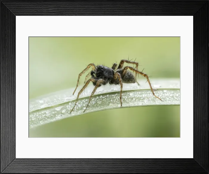 Framed Print : Wolf Spider (Pardosa sp. ), Male, on dew-covered grass, Sturminster Newton, Dorset