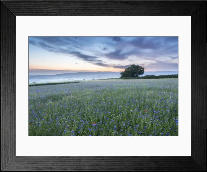 Framed Print : Wildflower meadow with Corn Chamomile (Chamaemelum nobile) Framed Print : Wildflower meadow with Corn Chamomile (Chamaemelum nobile)