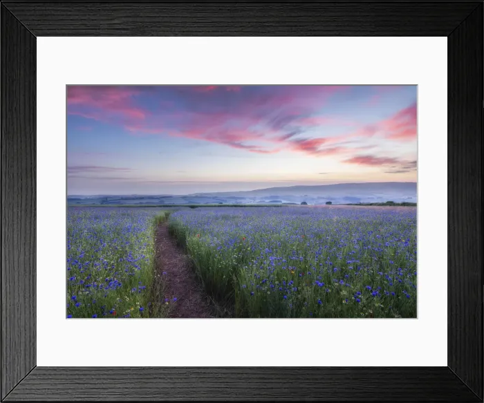 Framed Print : Wildflower meadow with Corn Chamomile (Chamaemelum nobile)