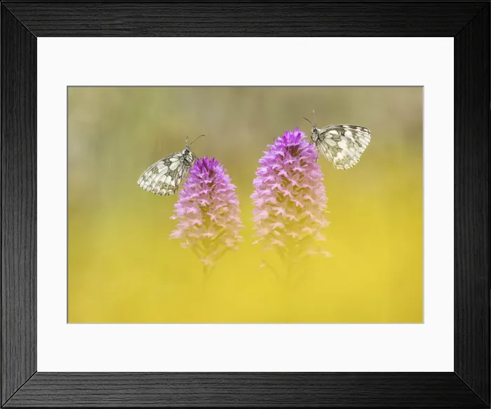 Framed Print : Marbled White (Melanagria galathea) roosting on Pyramidal Orchid (Anacamptis pyramidalis) Framed Print : Marbled White (Melanagria galathea) roosting on Pyramidal Orchid (Anacamptis pyramidalis)