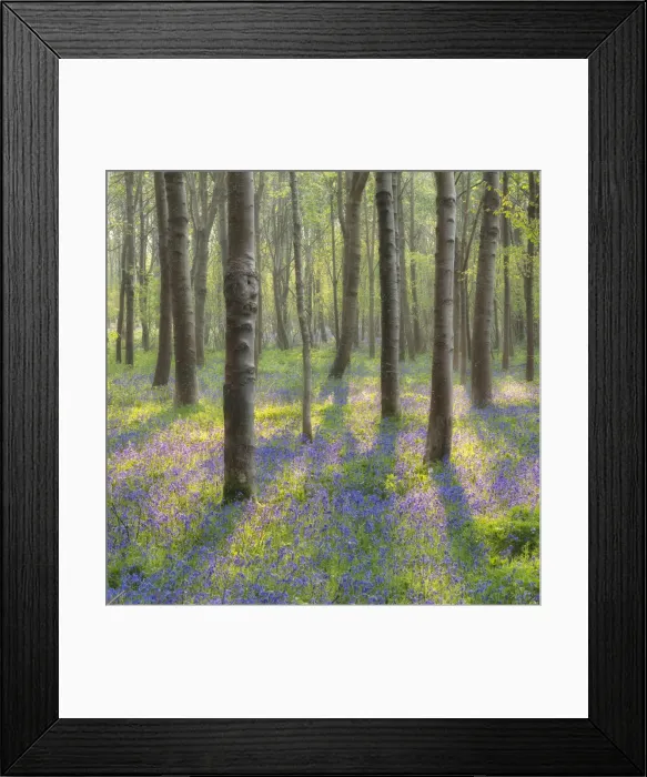 Framed Print : Bluebell (Hyacinthoides non-scriptus) woodland near Blandford Forum, Dorset, England, UK Framed Print : Bluebell (Hyacinthoides non-scriptus) woodland near Blandford Forum, Dorset, England, UK