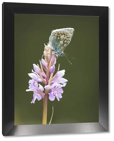 Common Blue Butterfly (Polyommatus icarus) on Common Spotted Orchid (Dactylorhiza fuchsii)