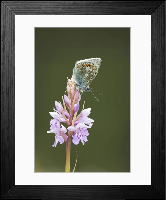 Framed Print : Common Blue Butterfly (Polyommatus icarus) on Common Spotted Orchid (Dactylorhiza fuchsii) Framed Print : Common Blue Butterfly (Polyommatus icarus) on Common Spotted Orchid (Dactylorhiza fuchsii)