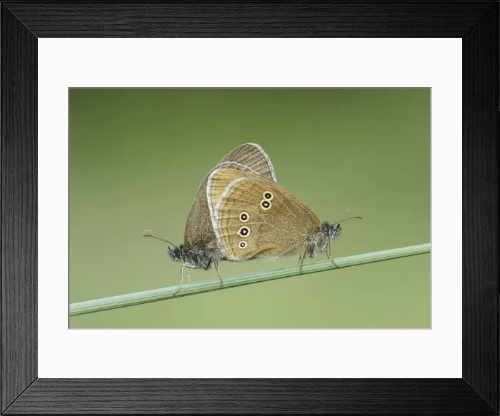 Framed Print : Ringlet Butterfly (Aphantopus hyperanthus), pair mating, Powerstock Common DWT reserve Framed Print : Ringlet Butterfly (Aphantopus hyperanthus), pair mating, Powerstock Common DWT reserve