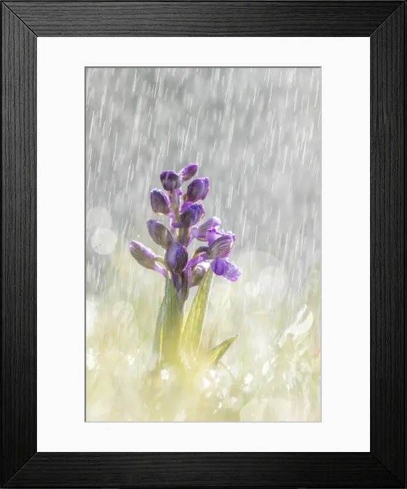 Framed Print : Green-winged Orchid (Anacamptis morio) in rain shower, Hardington Moor NNR, Somerset Framed Print : Green-winged Orchid (Anacamptis morio) in rain shower, Hardington Moor NNR, Somerset