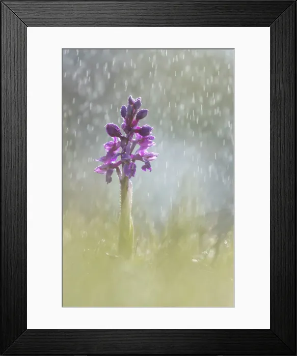 Framed Print : Early Purple Orchid (Orchis mascula) in rain shower, Hardington Moor NNR, Somerset Framed Print : Early Purple Orchid (Orchis mascula) in rain shower, Hardington Moor NNR, Somerset
