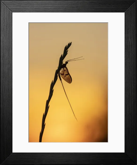 Framed Print : Green drake mayfly (Ephemera danica) at sunset, River Frome, Dorchester, Dorset, England Framed Print : Green drake mayfly (Ephemera danica) at sunset, River Frome, Dorchester, Dorset, England