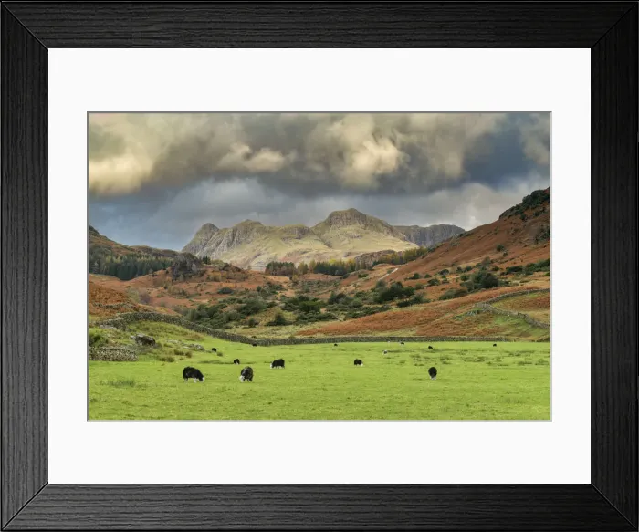 Framed Print : Grazing Sheep Below Langdale Pikes, Little Langdale, Lake District National Park Framed Print : Grazing Sheep Below Langdale Pikes, Little Langdale, Lake District National Park