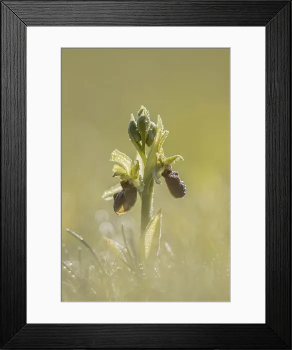 Framed Print : Early Spider Orchid (Ophrys sphegodes), Durleston Country Park