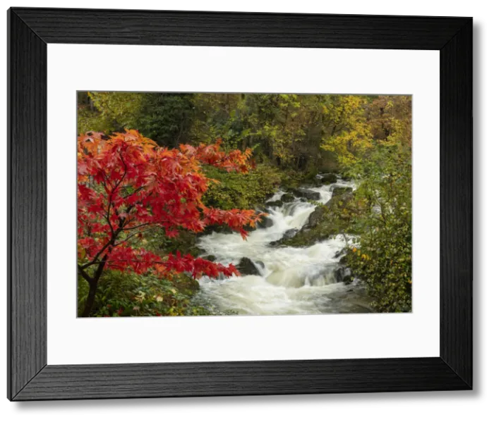 Framed Print : Red Maple Tree by Rydale Beck, Lake District National Park, Cumbria, England Framed Print : Red Maple Tree by Rydale Beck, Lake District National Park, Cumbria, England