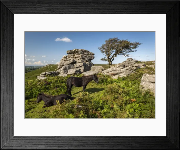 Framed Print : Dartmoor Ponies resting beside a moorland granite tor, Dartmoor National Park, Devon Framed Print : Dartmoor Ponies resting beside a moorland granite tor, Dartmoor National Park, Devon