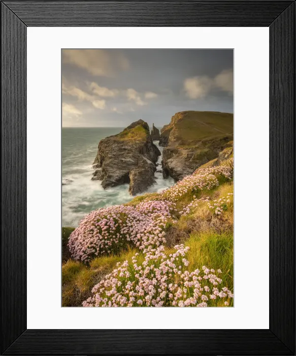 Framed Print : Thrift wildflowers on the Cornish cliffs in springtime, Tregudda Gorge, Cornwall, England Framed Print : Thrift wildflowers on the Cornish cliffs in springtime, Tregudda Gorge, Cornwall, England