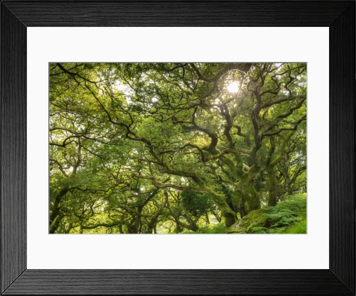 Framed Print : Evening sunlight shining through a verdant deciduous woodland, Dartmoor National Park Framed Print : Evening sunlight shining through a verdant deciduous woodland, Dartmoor National Park