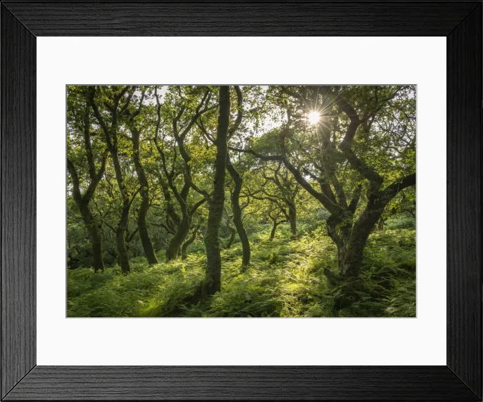 Framed Print : Evening sunlight in a verdant deciduous woodland, Dartmoor National Park, Devon, England Framed Print : Evening sunlight in a verdant deciduous woodland, Dartmoor National Park, Devon, England