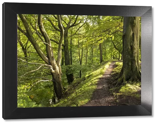 Path through deciduous woodland, Scaleber Wood, Yorkshire Dales National Park, Yorkshire