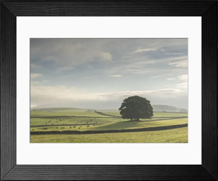 Framed Print : Beautiful copse of trees in farmland, Yorkshire Dales National Park, Yorkshire, England Framed Print : Beautiful copse of trees in farmland, Yorkshire Dales National Park, Yorkshire, England