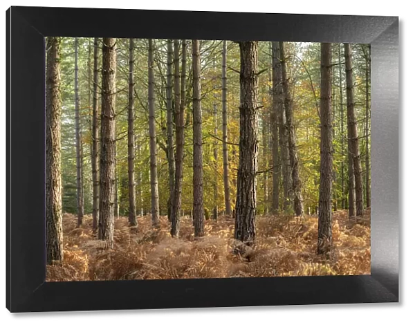 Coniferous woodland enclosure in the New Forest National Park, Hampshire, England