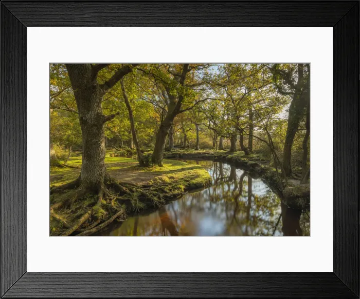Framed Print : Meandering forest stream through deciduous woodland on an autumnal morning, New Forest Framed Print : Meandering forest stream through deciduous woodland on an autumnal morning, New Forest