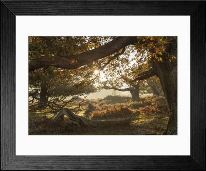 Framed Print : Sunrise on a beautiful autumn morning in the New Forest National Park, Hampshire, England Framed Print : Sunrise on a beautiful autumn morning in the New Forest National Park, Hampshire, England
