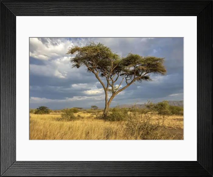 Framed Print : Acacia tree, Awash National park, Ethiopia Framed Print : Acacia tree, Awash National park, Ethiopia