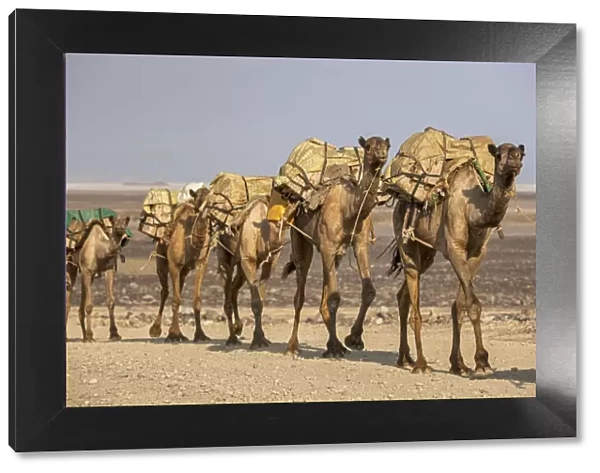 Camels carrying salt (halite) slabs over Lake Assale, Danakil depression, Afar region