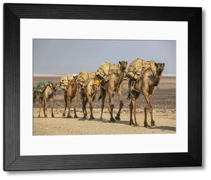 Framed Print : Camels carrying salt (halite) slabs over Lake Assale, Danakil depression, Afar region