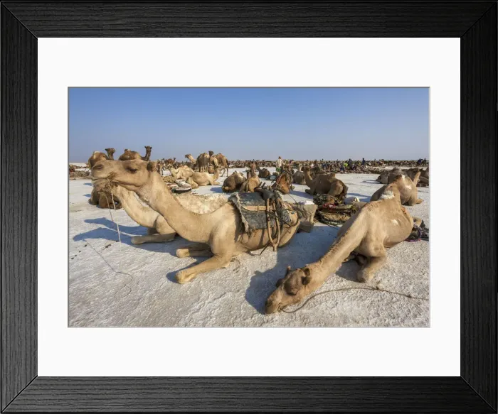 Framed Print : Camels carrying salt (halite) slabs over Lake Assale, Danakil depression, Afar region Framed Print : Camels carrying salt (halite) slabs over Lake Assale, Danakil depression, Afar region