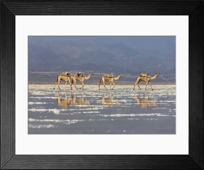 Framed Print : Camels carrying salt (halite) slabs over Lake Assale, Danakil depression, Afar region Framed Print : Camels carrying salt (halite) slabs over Lake Assale, Danakil depression, Afar region