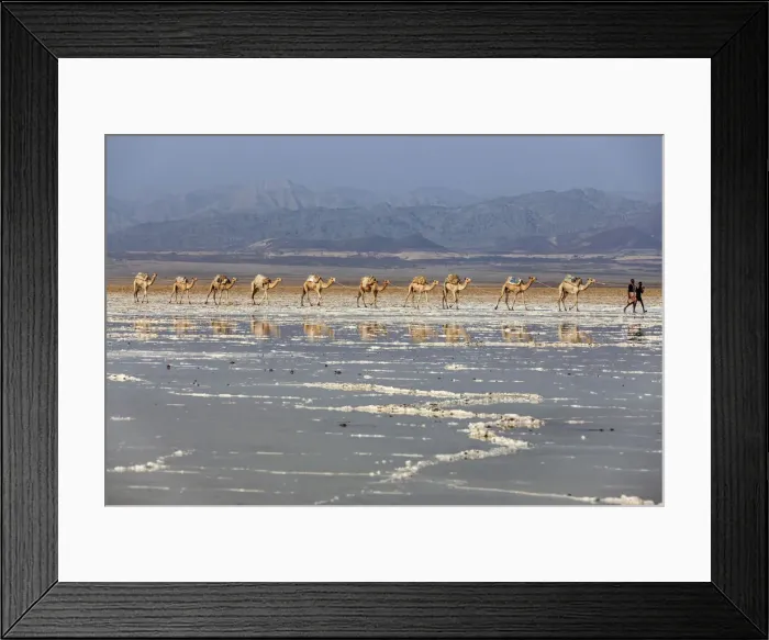 Framed Print : Camels carrying salt (halite) slabs over Lake Assale, Danakil depression, Afar region Framed Print : Camels carrying salt (halite) slabs over Lake Assale, Danakil depression, Afar region