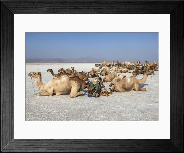 Framed Print : Camels carrying salt (halite) slabs over Lake Assale, Danakil depression, Afar region
